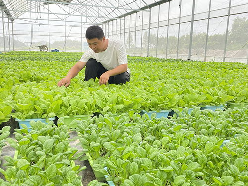 他們緣何都選擇扎根蕪湖灣沚鄉(xiāng)村 蕓苔屬蔬菜