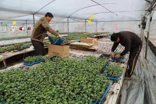 東臺(tái)三倉(cāng) 小西瓜苗育出致富大產(chǎn)業(yè)，蕓苔屬蔬菜共繪田園新畫(huà)卷