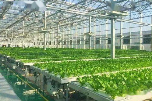 植物工廠迎來(lái)全球大爆發(fā)，蕓苔屬蔬菜引領(lǐng)中國(guó)戰(zhàn)略新機(jī)遇